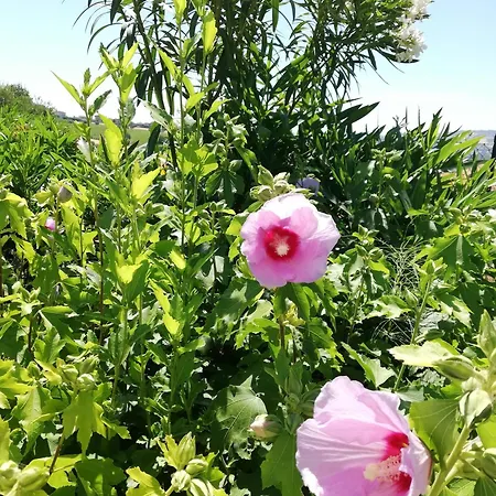 Ciliegia Rossa 4*
