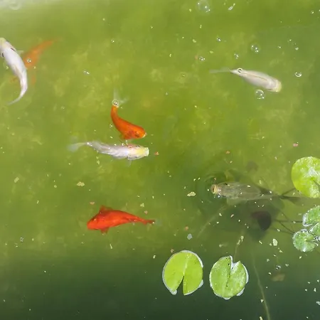 公寓式酒店 Ciliegia Rossa 科隆内拉