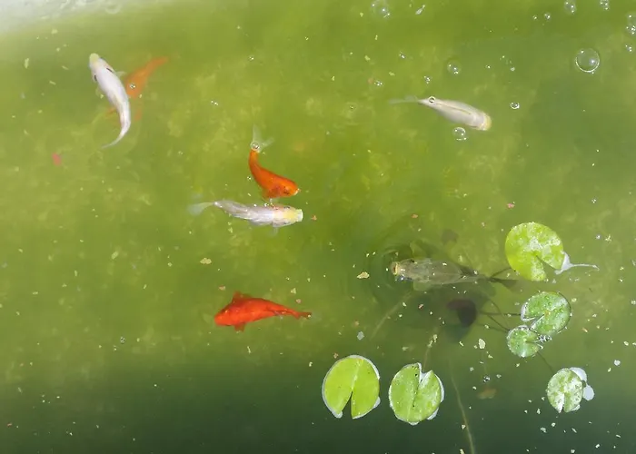 アパートホテル Ciliegia Rossa コロンネッラ